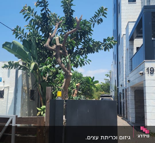 עץ גזום ליד בניין מגורים ושער כניסה